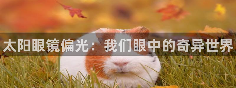 新宝5如何下载